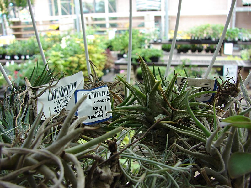 File:Starr 080103-1385 Tillandsia sp..jpg