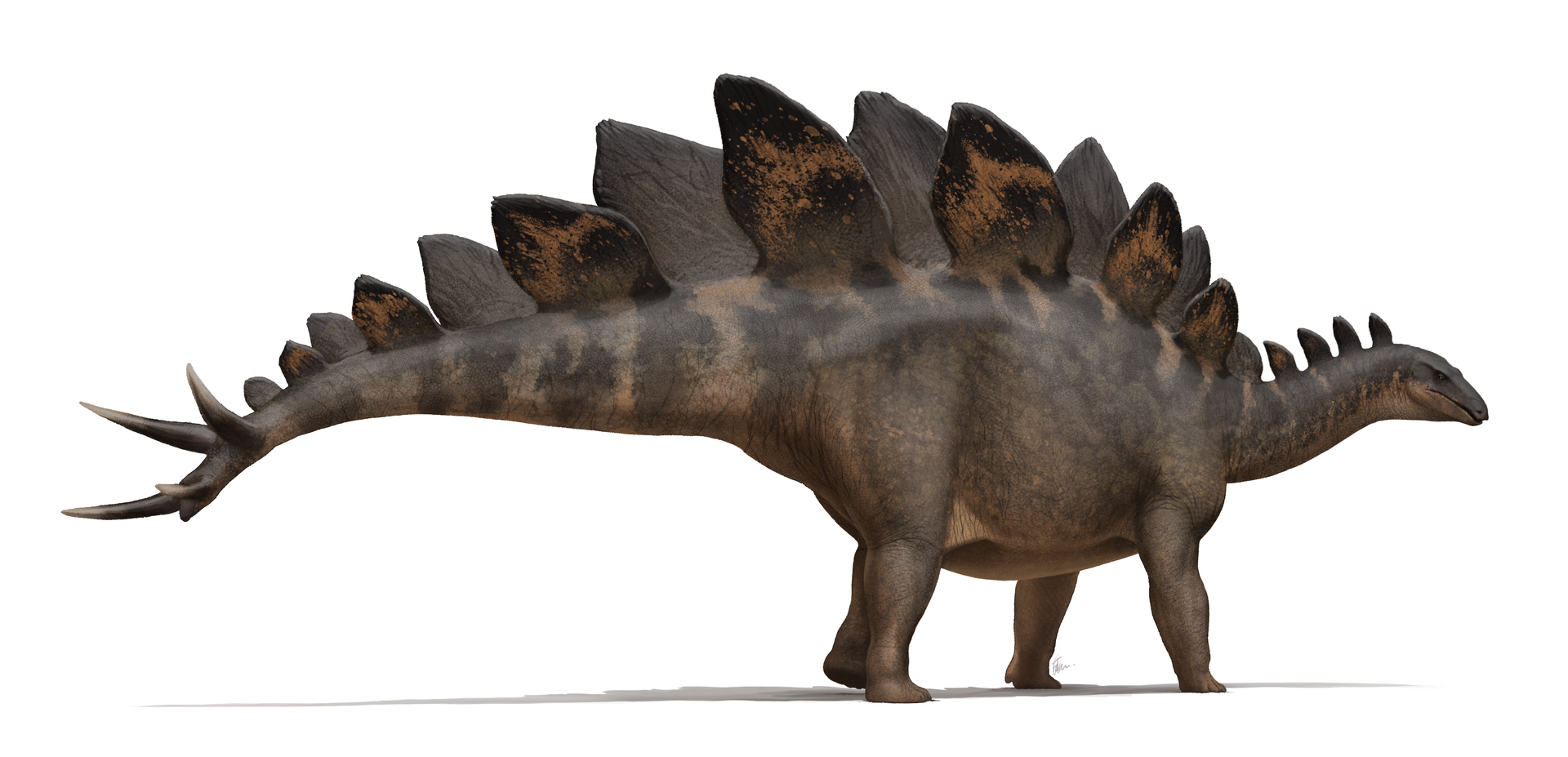 Artist's recreation of Stegosaurus