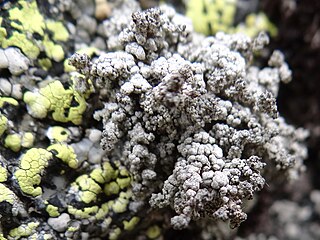 <i>Stereocaulon vesuvianum</i> Species of lichen