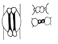 disegno di uno stoma con cellule di guardia a manubrio (tipo Graminee)