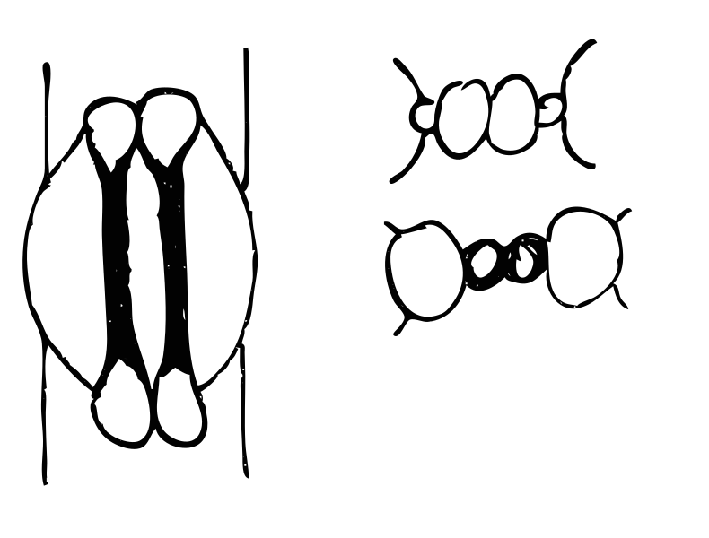 File:Stoma gramineae type.svg