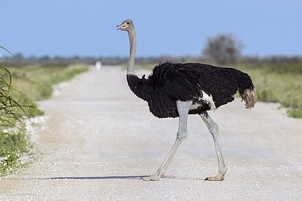 An ostrich walking on a road in Etosha National Park, Namibia