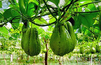 jipang growing on vines (Vietnam)