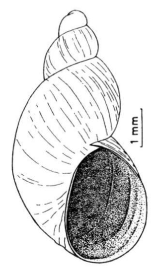 <i>Succinella</i> Genus of gastropods