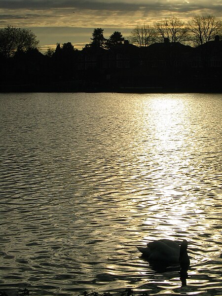 File:Swan - Roath Park Lake (Cardiff).JPG