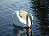 Swan In Water.jpg