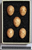 Eggs, Collection Museum Wiesbaden, Germany Sylvia atricapilla MWNH 1719.JPG