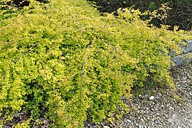 Symphoricarpos chenaulti 'Brain de Soleil' (port général).