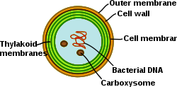 Thylakoids (green) inside a cyanobacterium (Synechocystis) Synechocystis.svg
