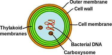 Thylakoids (green) inside a cyanobacterium (Synechocystis) Synechocystis.svg