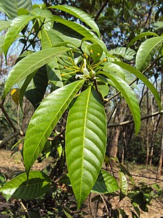 <i>Tabernaemontana alternifolia</i> Species of plant