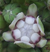 Tacca leontopetaloides - flower (6694935793).jpg