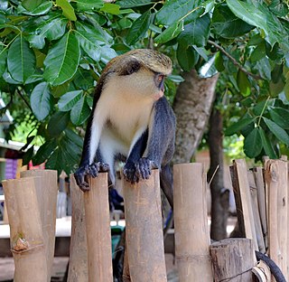 <span class="mw-page-title-main">Tafi Atome Monkey Sanctuary</span> Monkey Sanctuary in Ghana