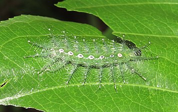 Tanaecia lepidea - Grey Count 57.jpg