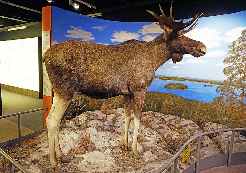 File:Taxidermied Alces alces.jpg