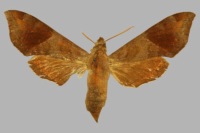 File:Temnora subapicalis subapicalis, female, upperside. Kenya, B.E.A., Escarpment.jpg