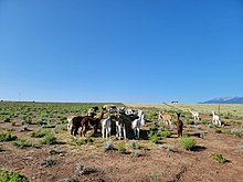 Een kudde alpaca's die in een veld staan