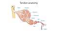 Tendon anatomy - Tendon Epimysium Fascicle Fiber Fibril Collagen Microfibril Perimysium Endomysium