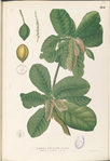 'တၞံကၞာထး/တၞံဗာန္ဒာ'Indian Almond -- Terminalia catappa -- जंगली बादाम Jaṅgalī bādāma in Hindi and Marathi."badam" in Telugu, ""Badami kaayi" in Kannada