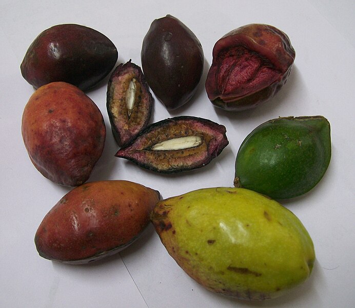 File:Terminalia catappa fruits at various stages of ripeness-2.JPG