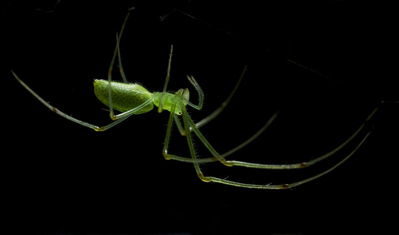 File:Tetragnatha squamata 0907.jpg