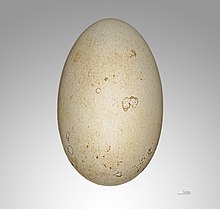 Egg - MHNT Thalassarche melanophris MHNT.jpg