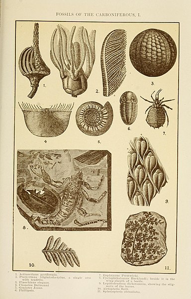 File:The Americana; a universal reference library, comprising the arts and sciences, literature, history, biography, geography, commerce, etc., of the world (1908) (14784339642).jpg