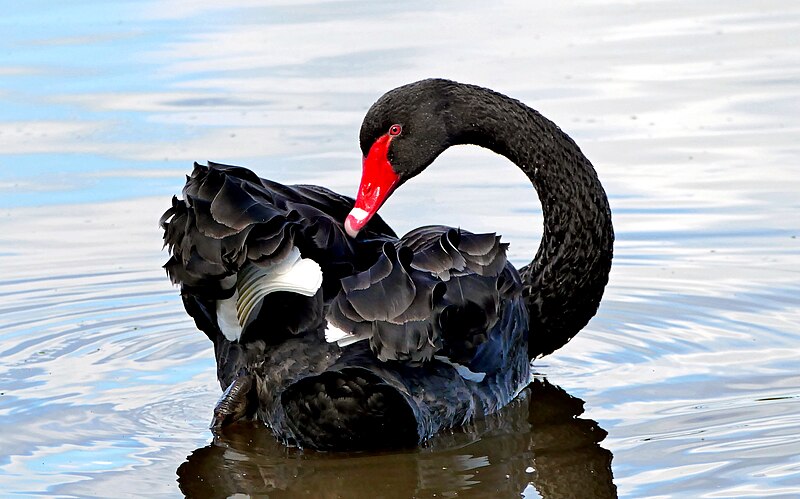 File:The Black Swan. (53014083096).jpg