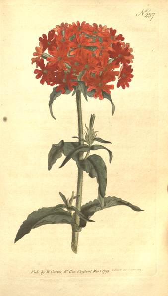 File:The Botanical Magazine, Plate 257 (Volume 8, 1794).png