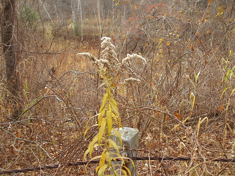 File:The Millbrook School Road, Millbrook, NY - panoramio (7).jpg