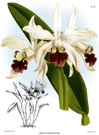 plate 30 Laelia × elegans var. alba Cattleya × elegans