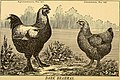 The amateur's manual; or, Specific mating of thoroughbred fowls (1877) (17489637243).jpg