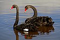 The black swan (Cygnus atratus) (33064803230).jpg