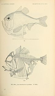 Thumbnail for File:The fishes of North and Middle America (Pl. XCVII) (7983349569).jpg