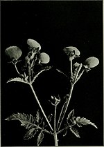 Thumbnail for File:The flower and the bee; plant life and pollination (1918) (14776836084).jpg