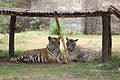The king and his queen ..chaatbir zoo.jpg