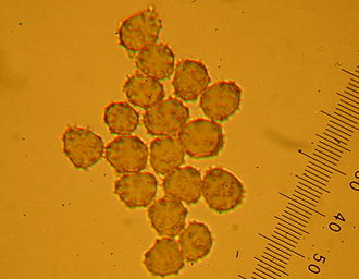 Spores are elliptical, and have fine spines situated on warts. Thelephora palmata 78336.jpg