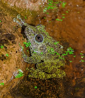 <i>Theloderma corticale</i> Species of frog