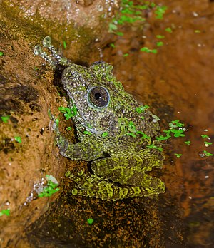 Vietnamese mossy frog, Theloderma corticale, Karlsruhe Zoo
