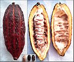 Theobroma cacao - fruit, from inside, beans.jpg