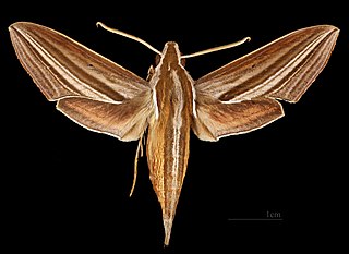 <i>Theretra lycetus</i> Species of moth