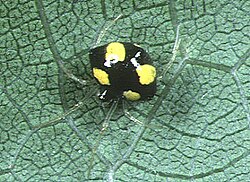 Theridula.gonygaster.zenska.1 .-. Tanikawa.jpg