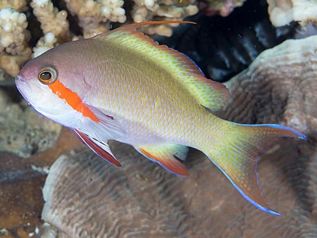 Pseudanthias huchtii