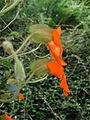 Thunbergie (Thunbergia gregorii)