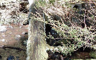 <i>Leptospermum polygalifolium <span style="font-style:normal;">subsp.</span> montanum</i> Subspecies of tree