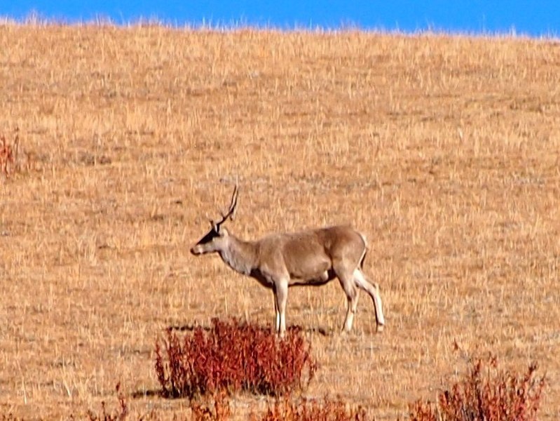File:Tibetan red deer.jpg