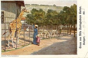 Giraffe „Gupsa“ und Zebras, 1906