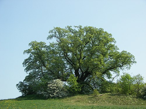 Tilia platyphyllos 001.jpg