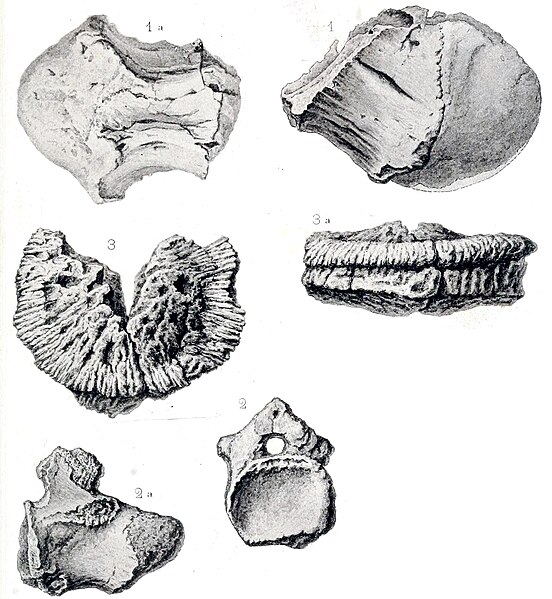 File:Titanosaurus madagascariensis.jpg