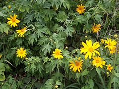 Tithonia diversifolia